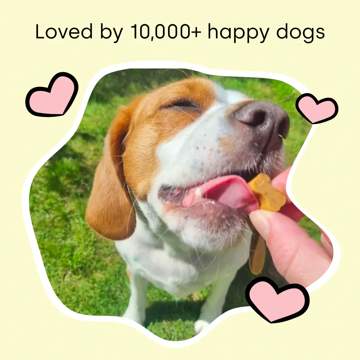 Tailganics™ Scooting & Odour Relief Chews